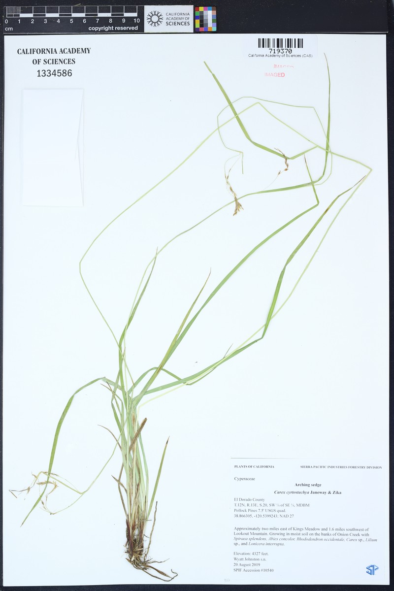 Arching Sedge photo 2