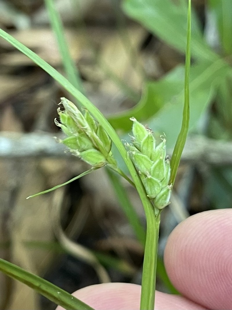Sandywoods Sedge