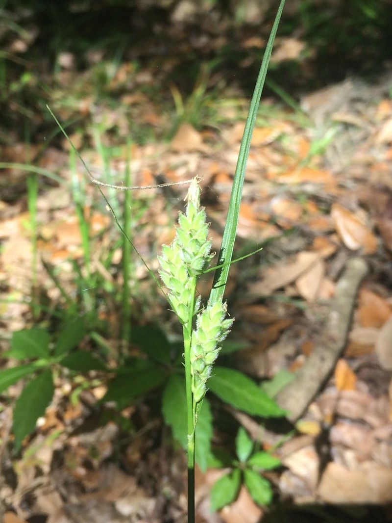 Sandywoods Sedge photo 2
