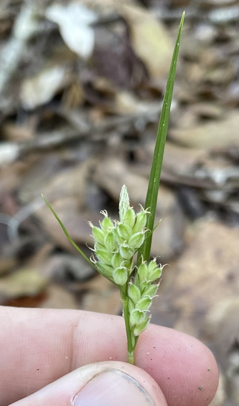 Sandywoods Sedge photo 4