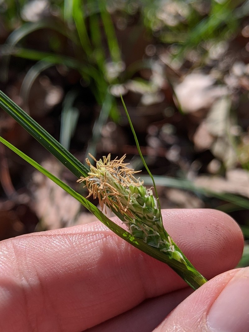 Sandywoods Sedge photo 7
