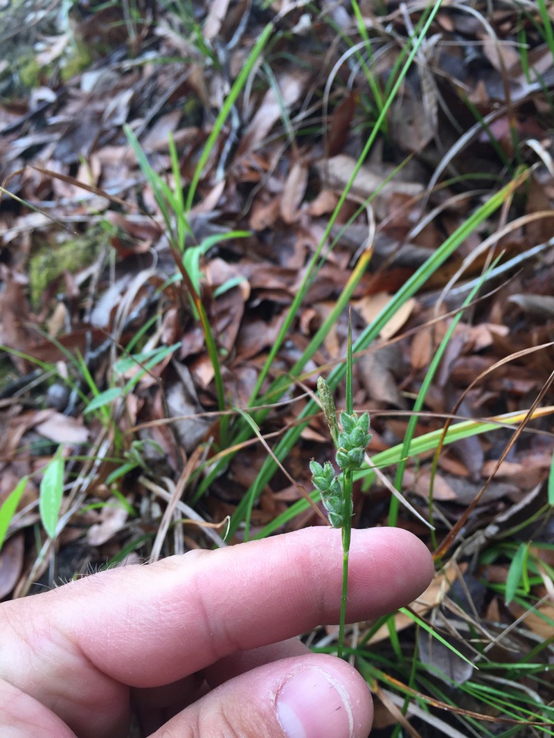 Sandywoods Sedge photo 8