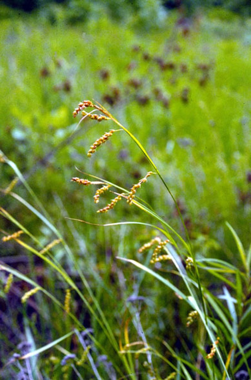 Davis' Sedge