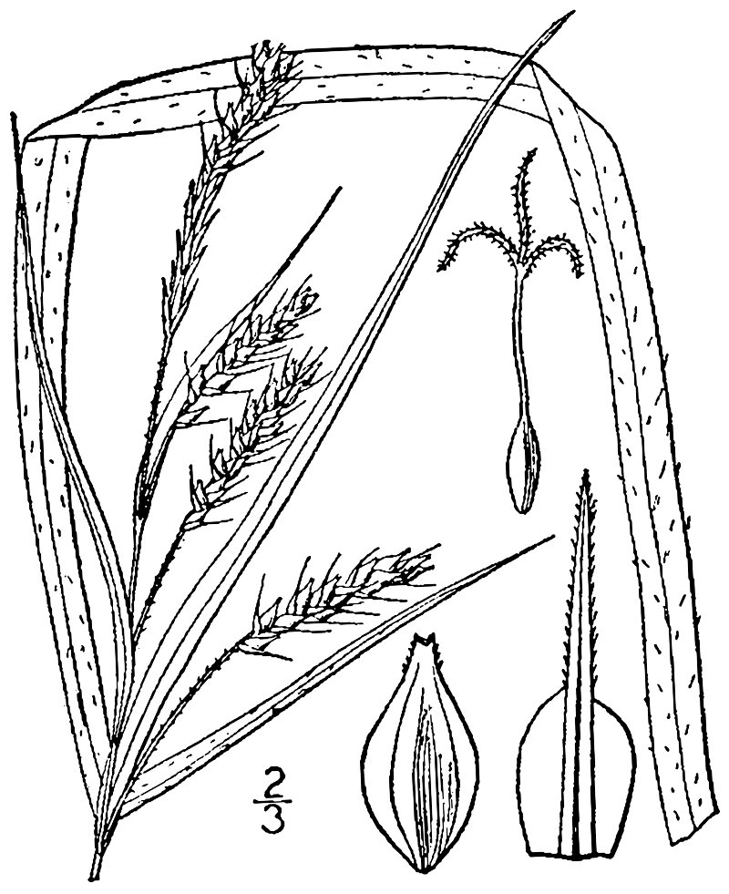 Davis' Sedge photo 3