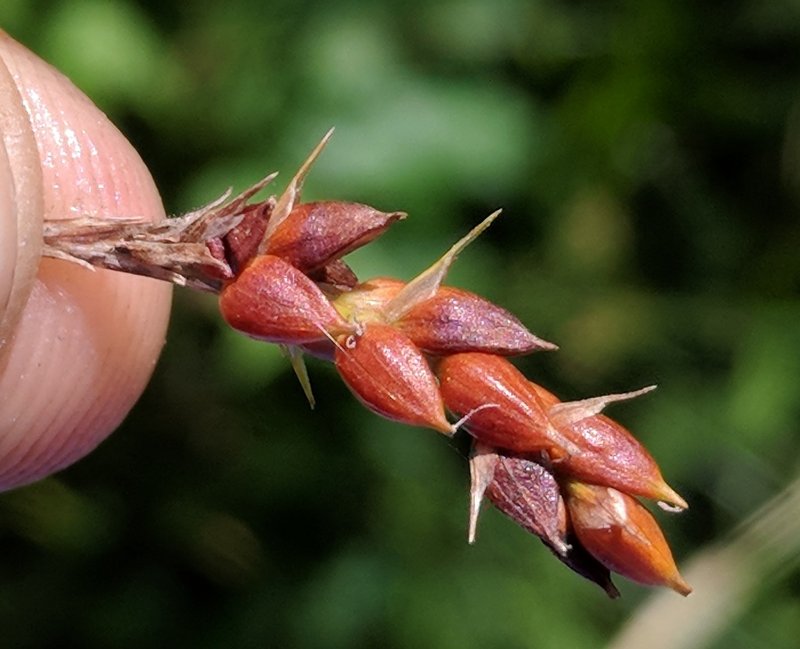 Davis' Sedge photo 4