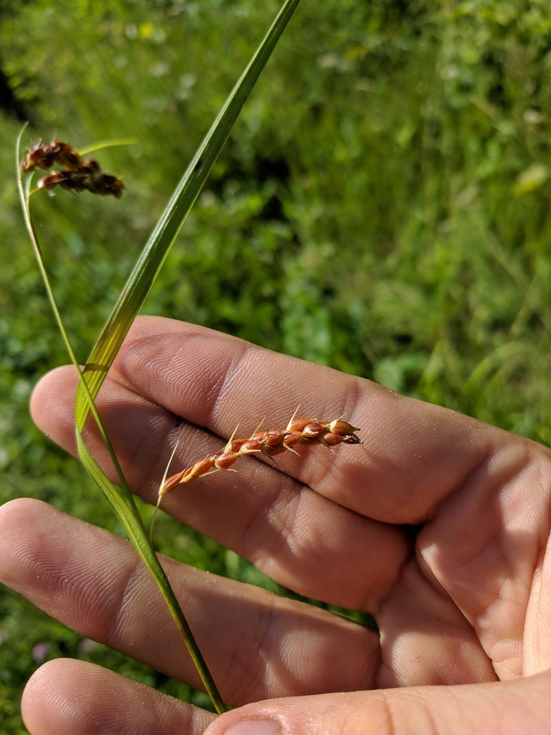Davis' Sedge photo 5