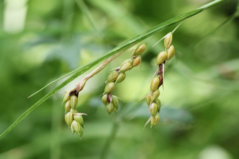Davis' Sedge photo 6