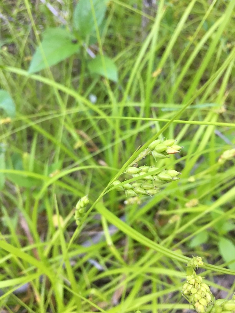 Davis' Sedge photo 7