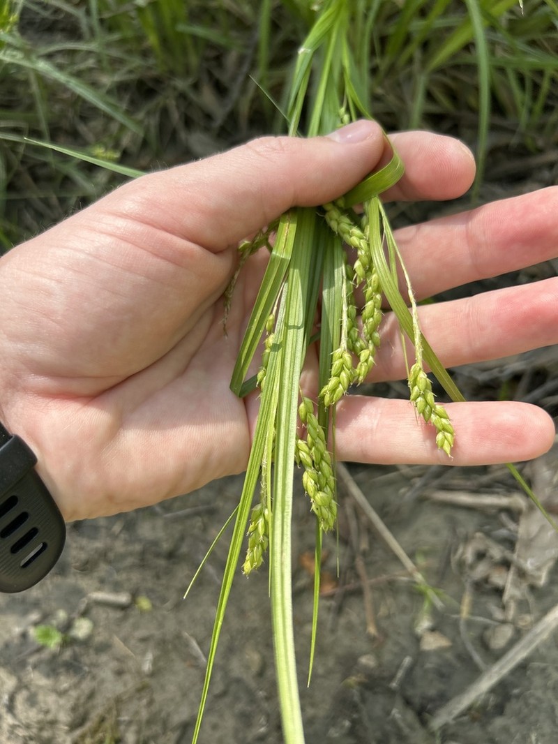 Davis' Sedge photo 8