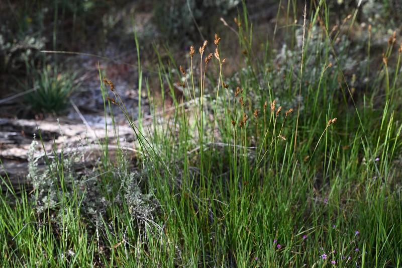 Davy's Sedge photo 2