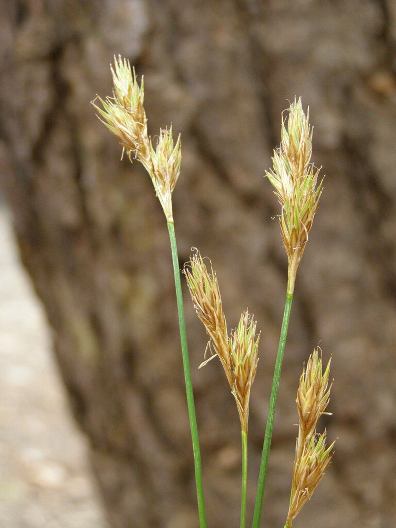 Davy's Sedge photo 3