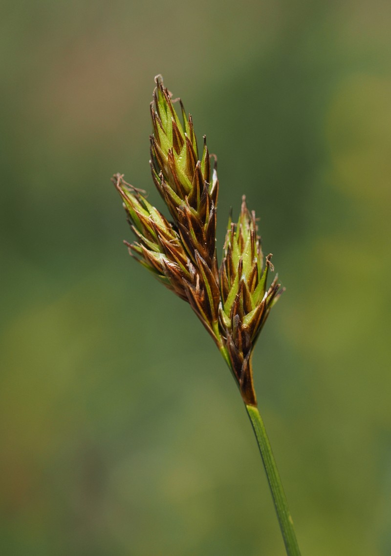 Davy's Sedge photo 4