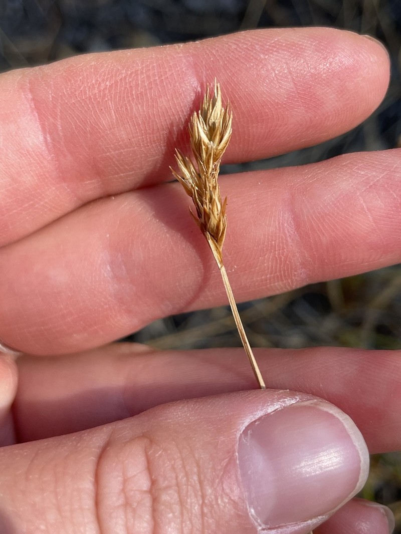 Davy's Sedge photo 5