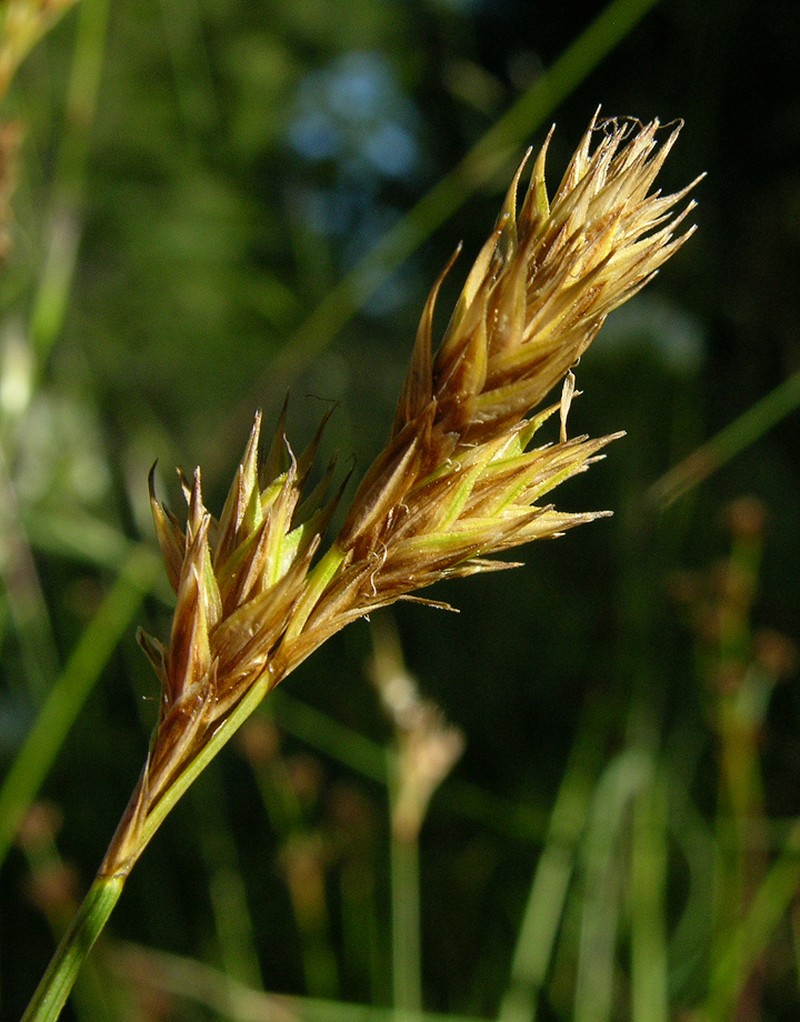 Davy's Sedge photo 6