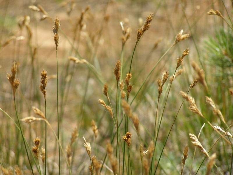 Davy's Sedge photo 7