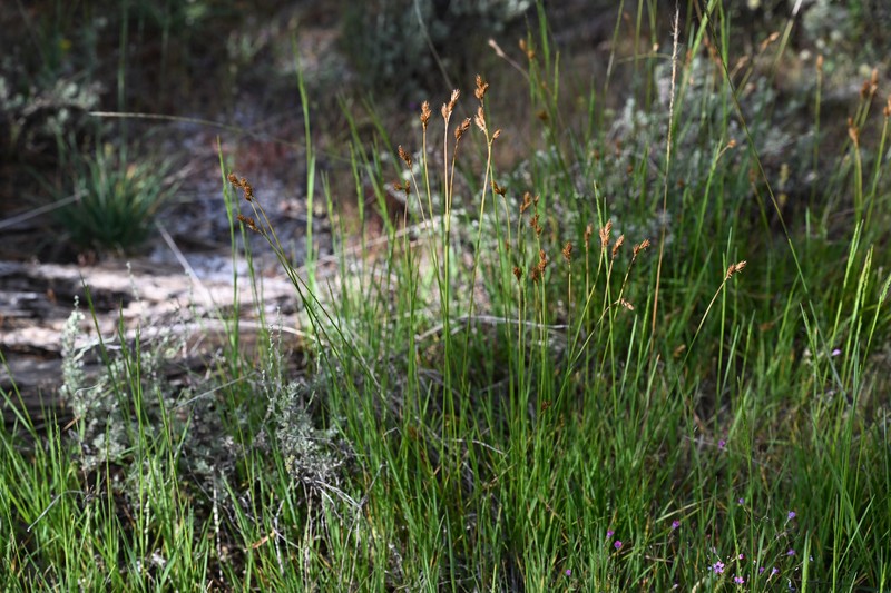 Davy's Sedge photo 8
