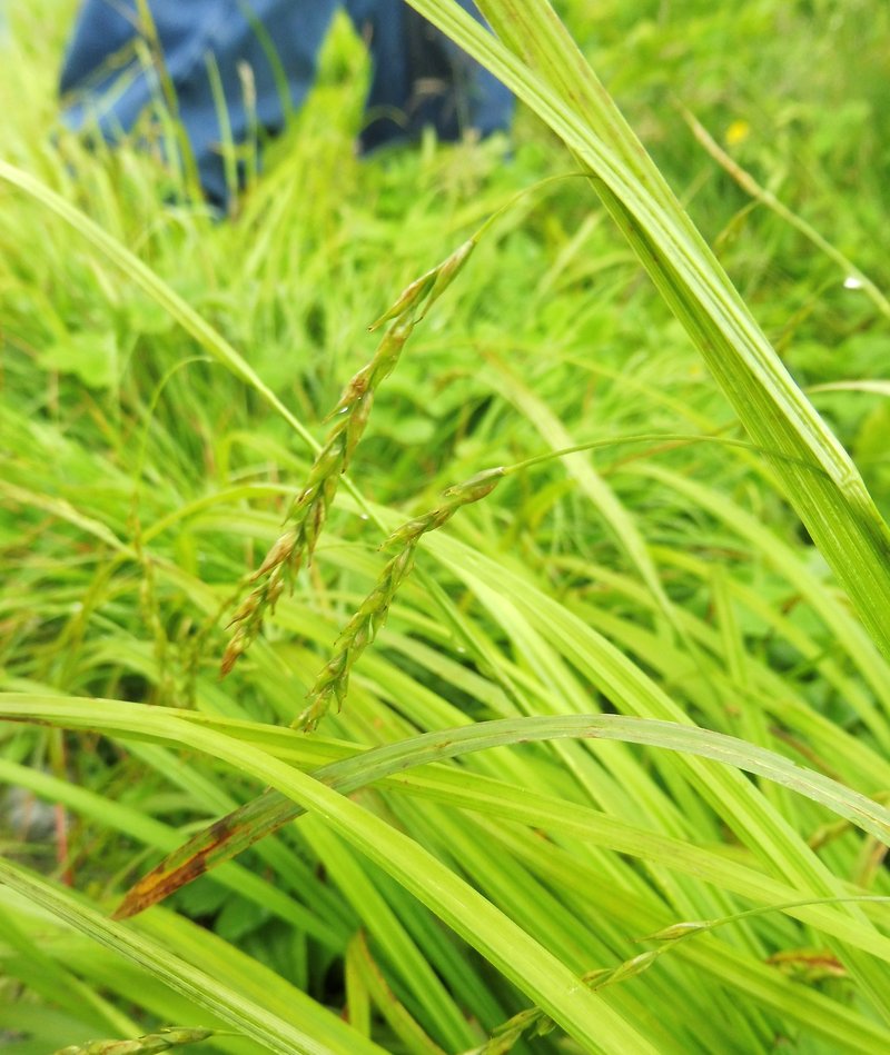 White Edge Sedge