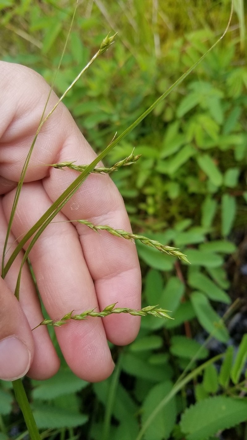 White Edge Sedge photo 2