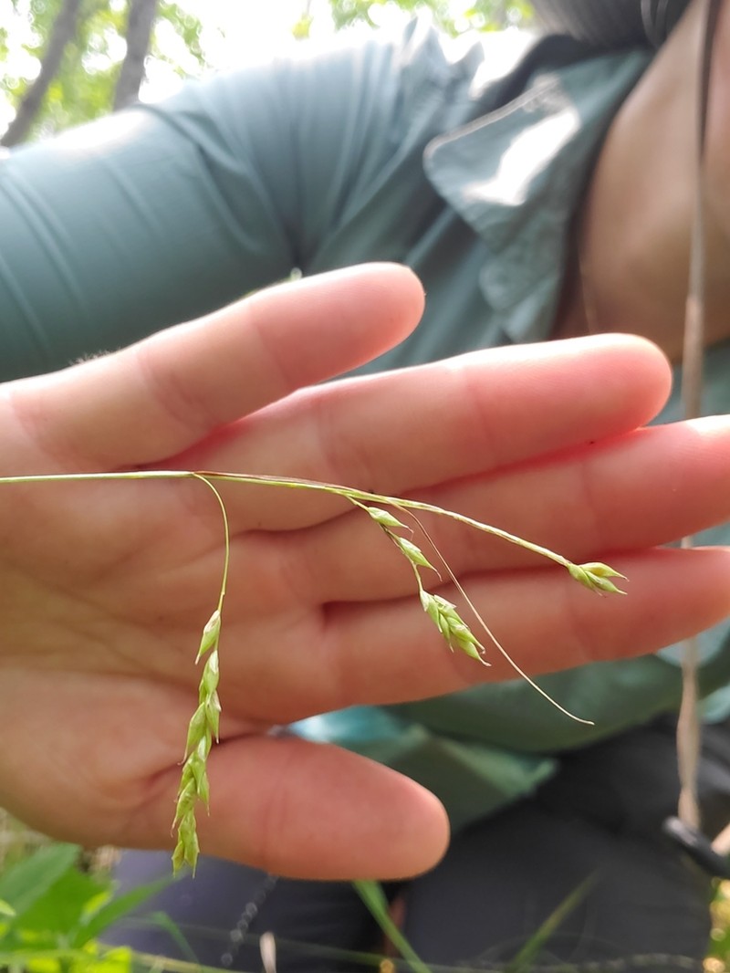 White Edge Sedge photo 3