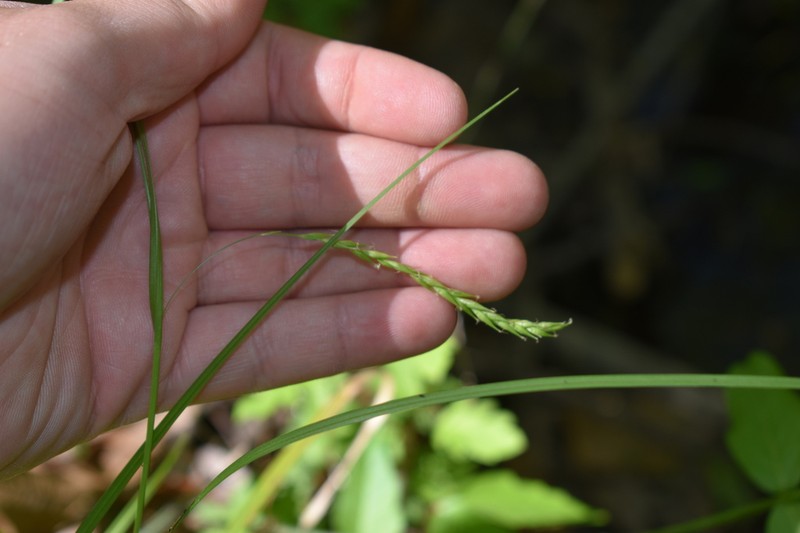 White Edge Sedge photo 4
