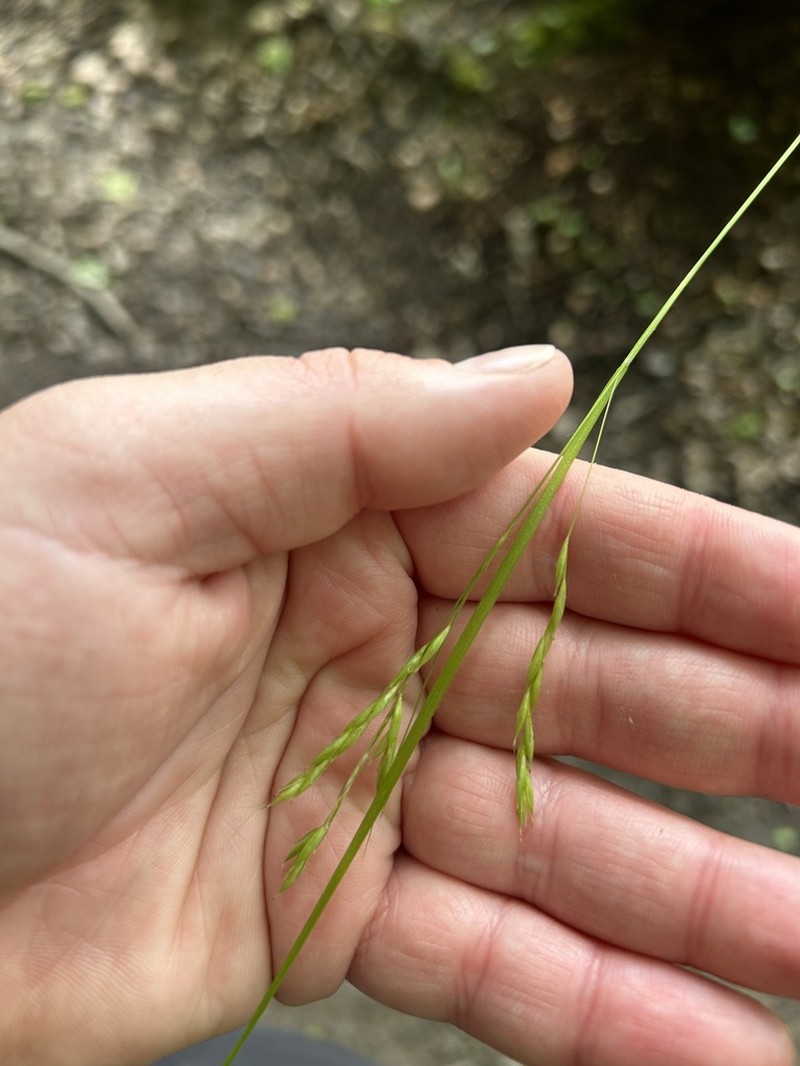 White Edge Sedge photo 5
