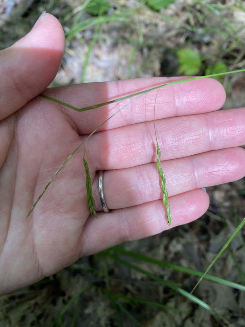 White Edge Sedge photo 6