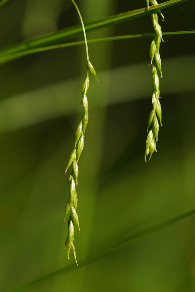 White Edge Sedge photo 7