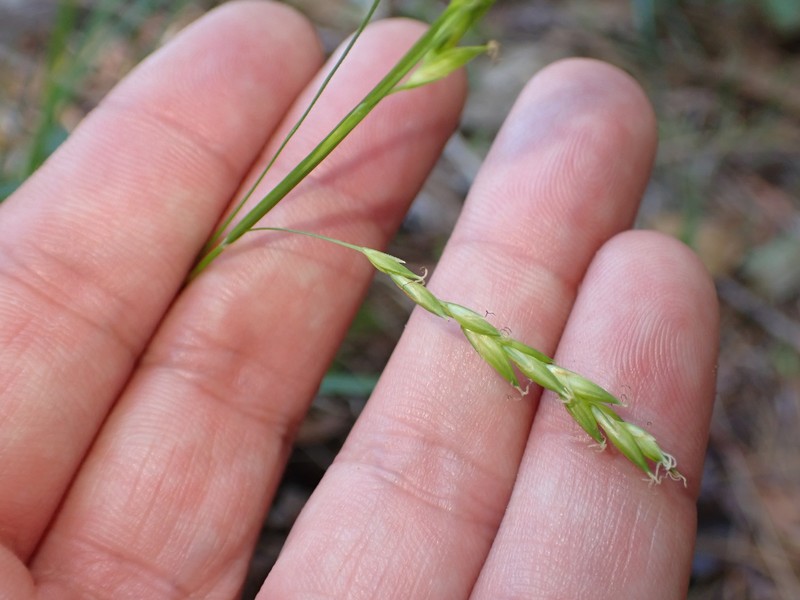 Carex debilis var. debilis