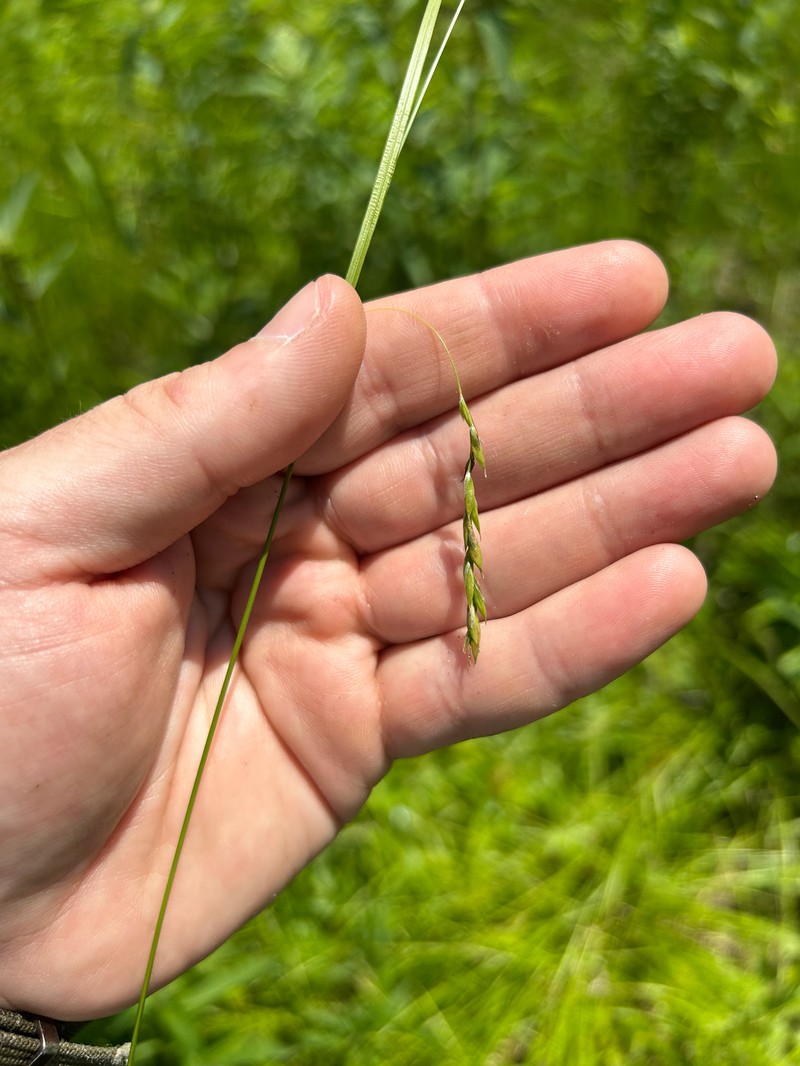 Carex debilis var. debilis photo 2