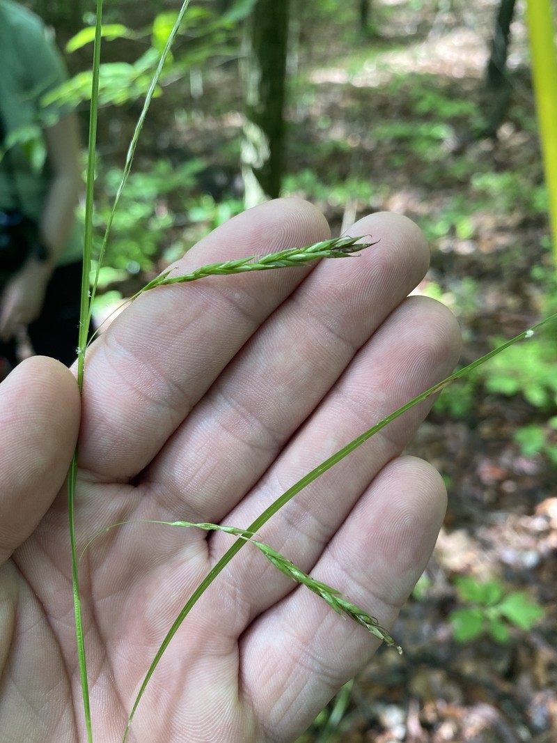 Carex debilis var. debilis photo 3