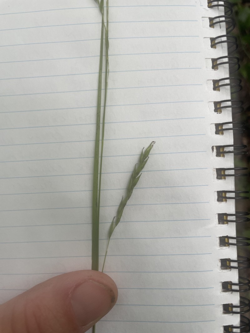 Carex debilis var. debilis photo 4
