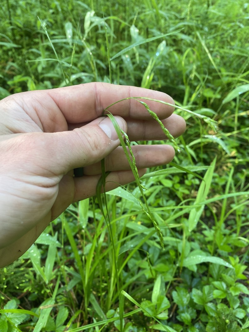 Carex debilis var. debilis photo 5