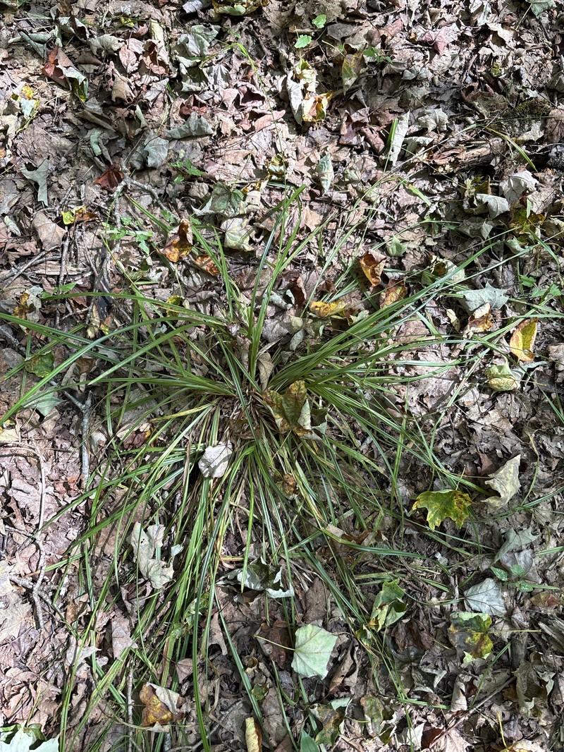 Carex debilis var. debilis photo 6