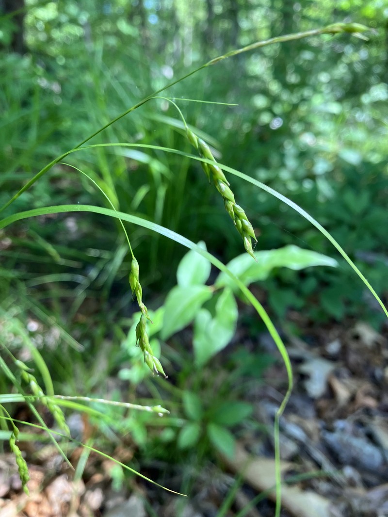 Carex debilis var. debilis photo 7