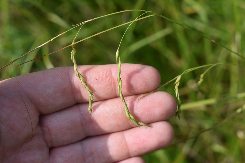 Carex debilis var. debilis photo 8