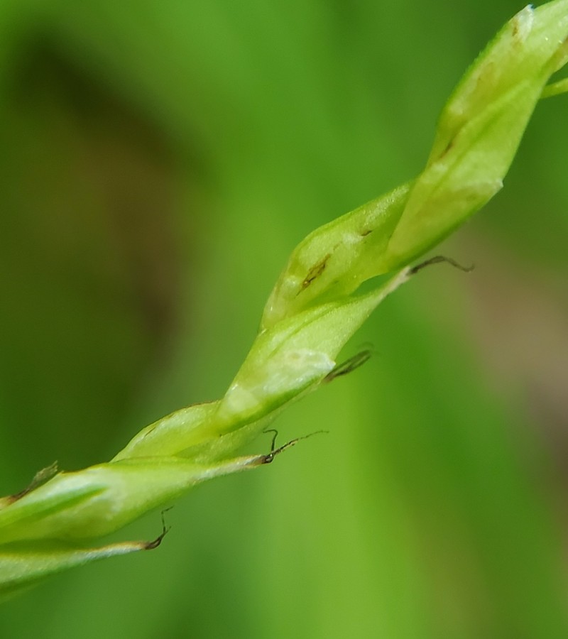 Carex debilis var. rudgei