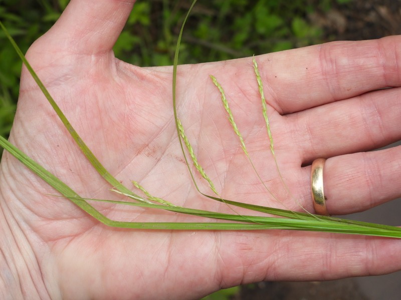 Carex debilis var. rudgei photo 2