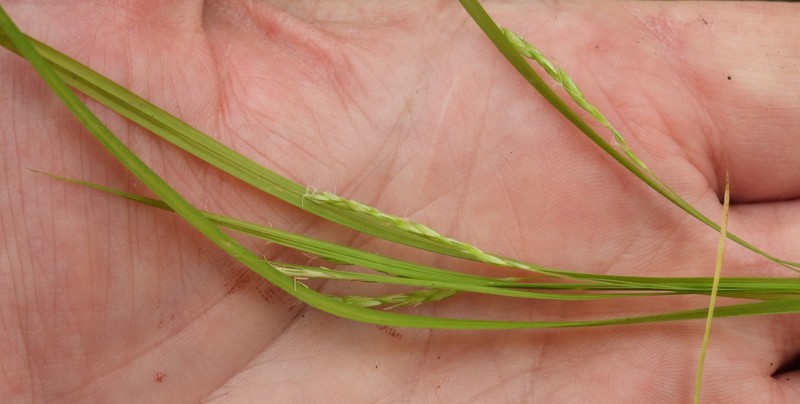 Carex debilis var. rudgei photo 3