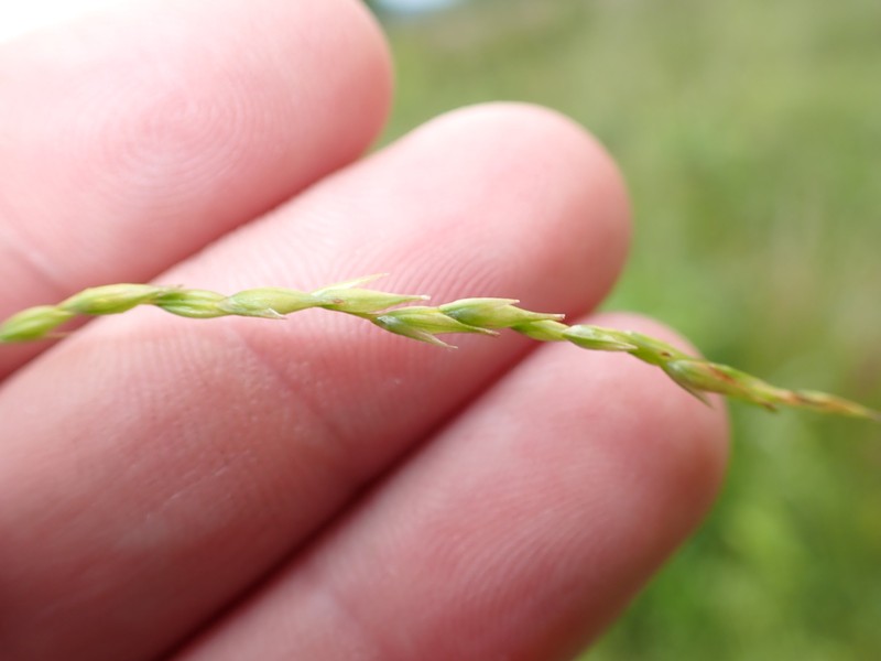 Carex debilis var. rudgei photo 4