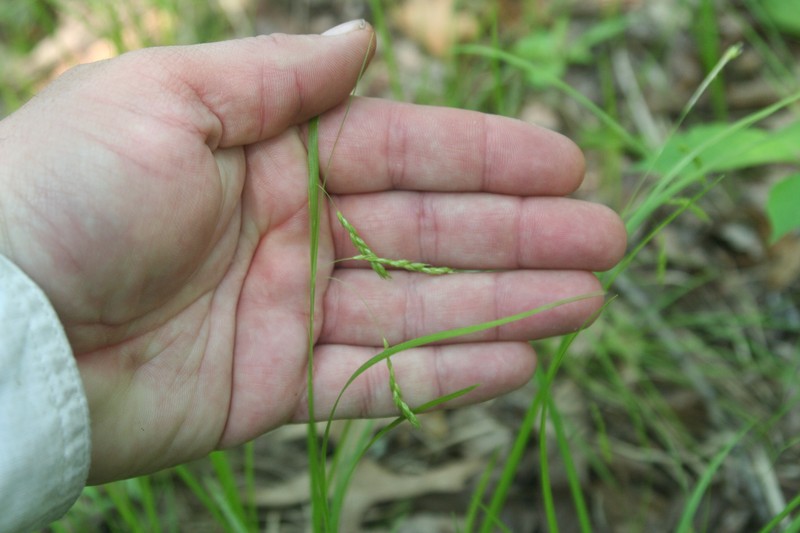 Carex debilis var. rudgei photo 5