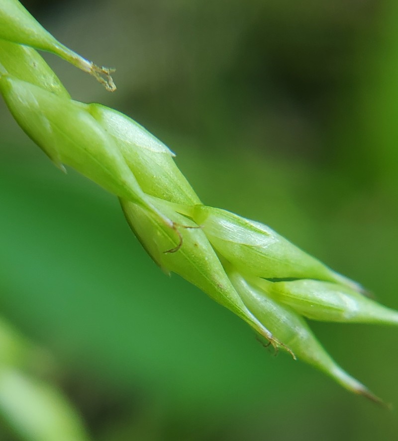 Carex debilis var. rudgei photo 6