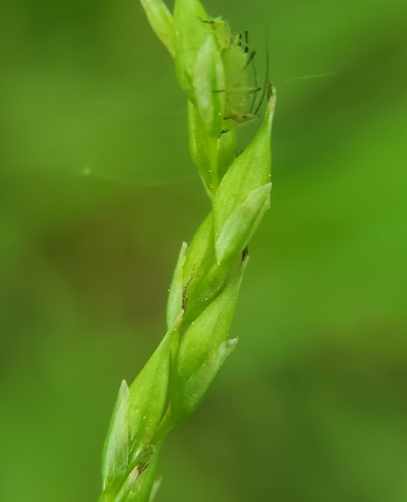 Carex debilis var. rudgei photo 7