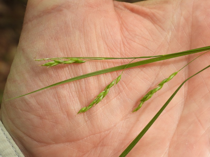 Carex debilis var. rudgei photo 8