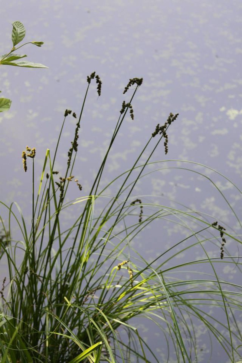 Cypressknee Sedge