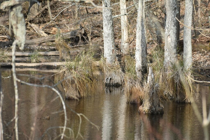 Cypressknee Sedge photo 2