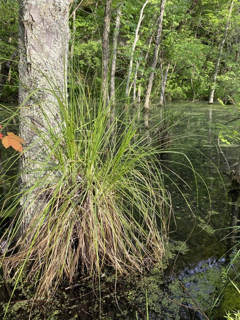 Cypressknee Sedge photo 3