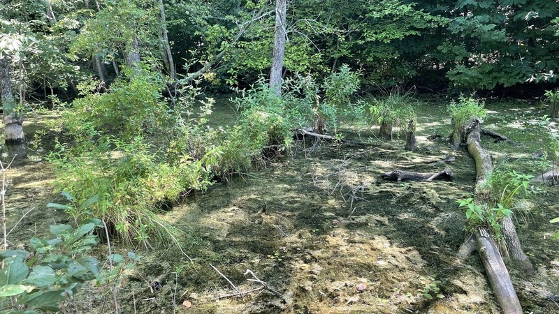 Cypressknee Sedge photo 5