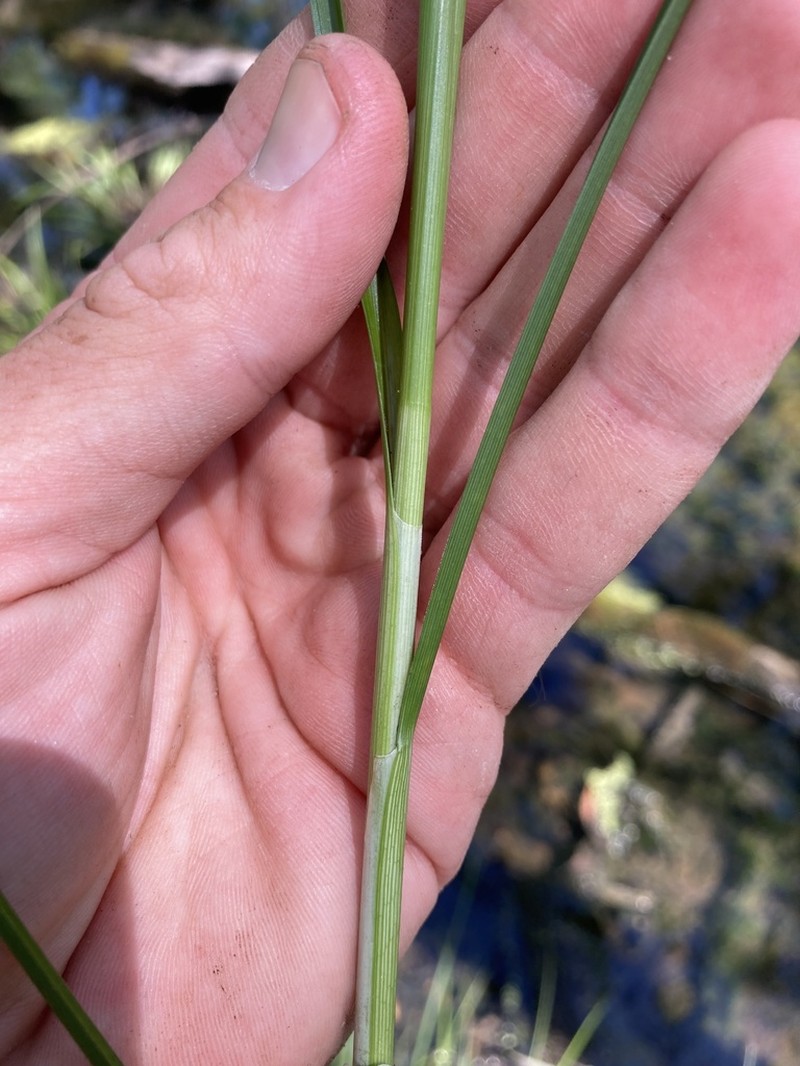 Cypressknee Sedge photo 7