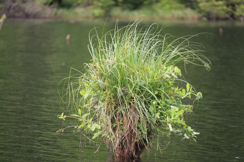 Cypressknee Sedge photo 8