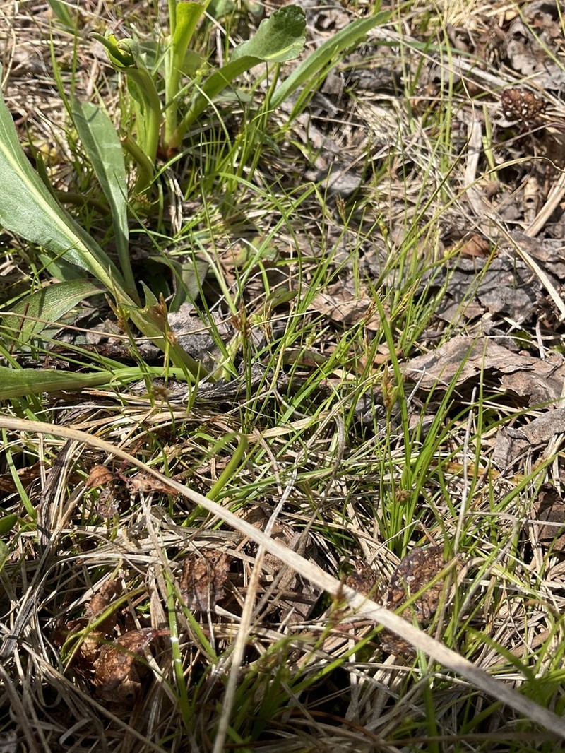 Northern Sedge photo 4